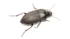 Anisodactylus rusticus