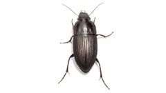 Anisodactylus rusticus