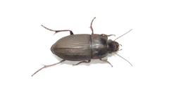Anisodactylus rusticus