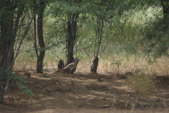 Burhinus senegalensis