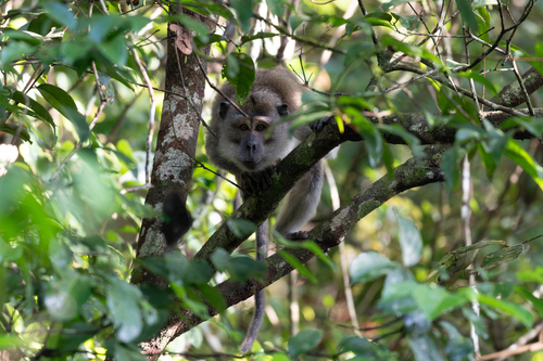 Macaca fascicularis