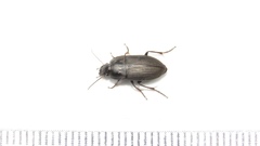 Anisodactylus rusticus