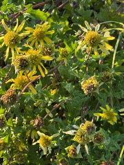 Tetragonotheca repanda, photograph (c) Chet Burrier, some rights reserved (CC BY)
