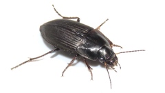 Anisodactylus rusticus