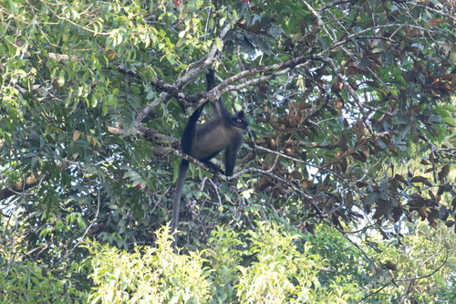 Presbytis frontata