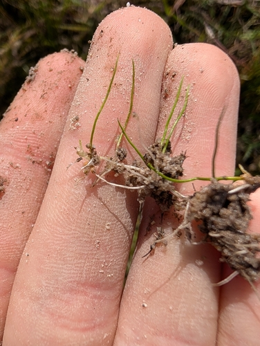 Pilularia minuta