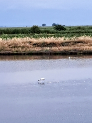 Eurasian Spoonbill