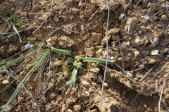 Ornithogalum fimbriatum