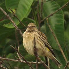 Crithagra atrogularis impigra