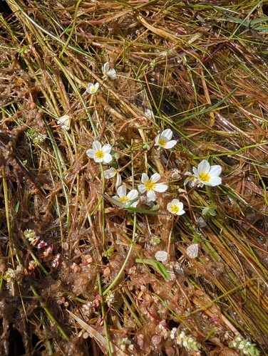 Pond Water-crowfoot