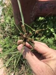 Cyperus imbricatus