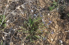 Veronica capsellicarpa