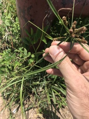 Cyperus imbricatus