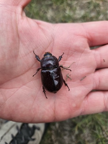 European Rhinoceros Beetle