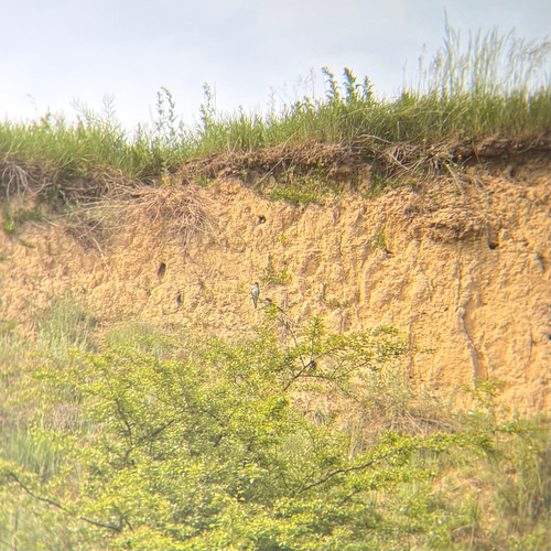 European Bee-eater