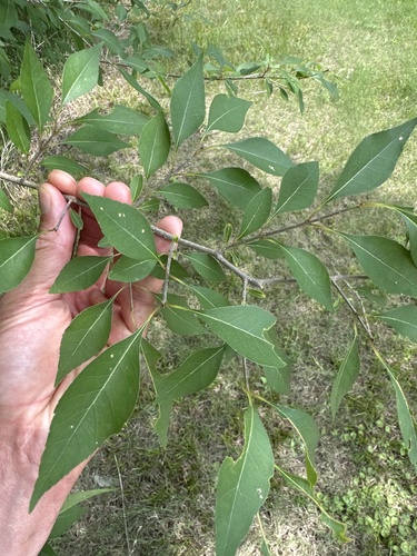 Forestiera acuminata, photograph 3