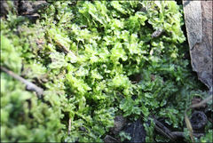 Lophocolea semiteres