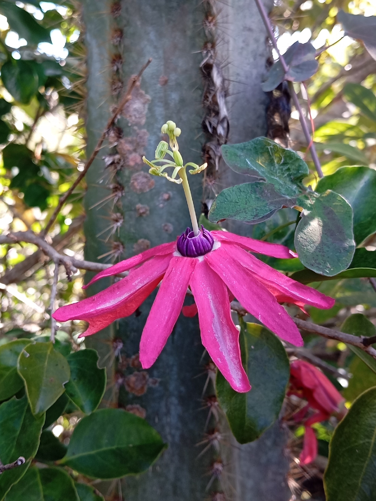 Passiflora edmundoi