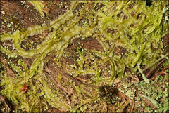 Lophocolea semiteres