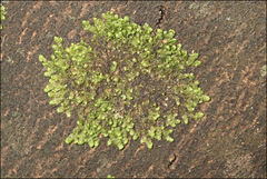 Frullania clavata