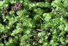 Racopilum cuspidigerum