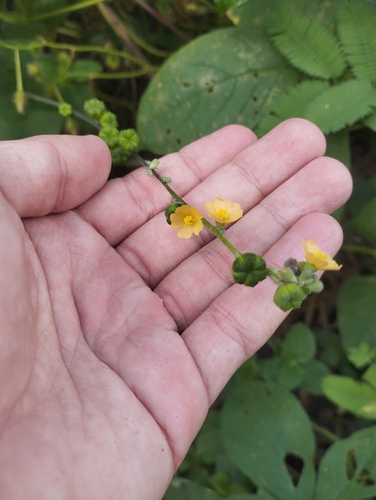 Allobriquetia spicata