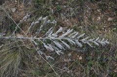 Echium italicum biebersteinii