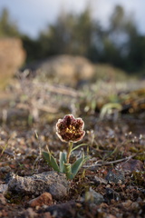 Fritillaria purdyi