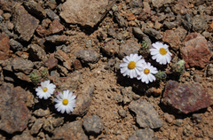 Oriastrum lycopodioides