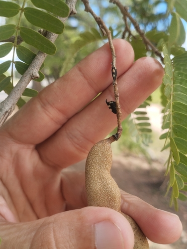 Enchophyllum quinquemaculatum