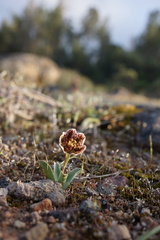 Fritillaria purdyi