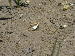 Leptuca leptodactyla