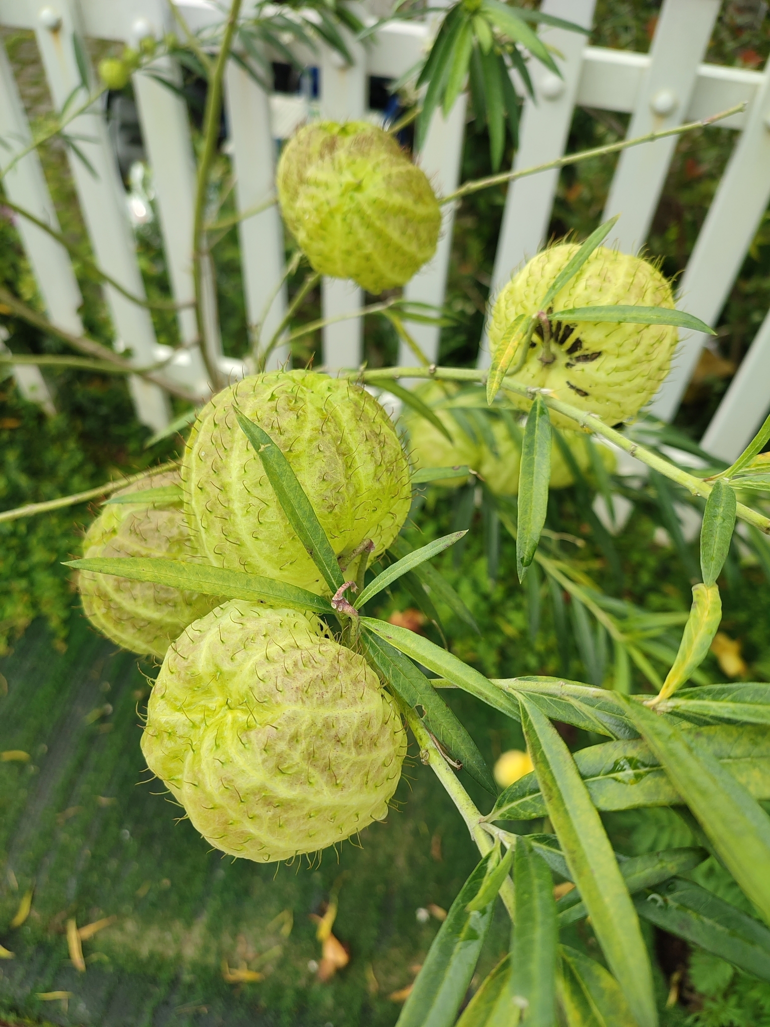 Gomphocarpus physocarpus (Gomphocarpus physocarpus)