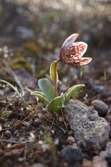 Fritillaria purdyi