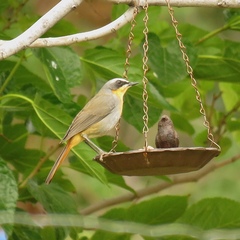 Cossypha caffra caffra