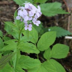 Cardamine macrophylla