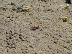 Leptuca uruguayensis