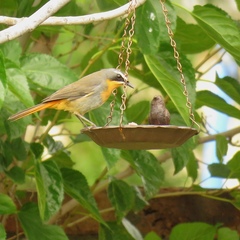 Cossypha caffra caffra