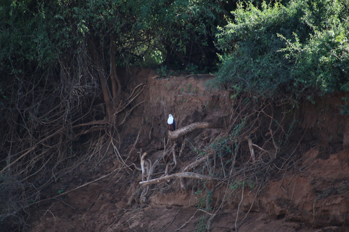 African Fish-Eagle