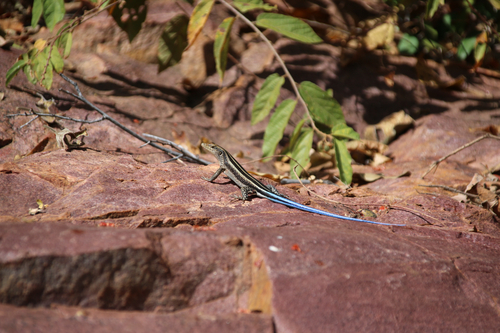Rainbow Skink