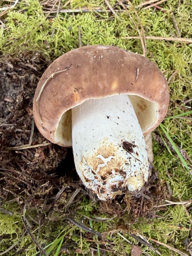 Russula mustelina — (c) Dutza K., some rights reserved (CC BY)