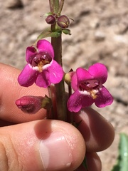 Penstemon bicolor roseus
