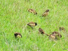 Lonchura spectabilis