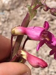 Penstemon bicolor roseus