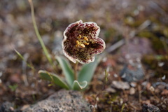 Fritillaria purdyi