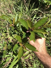 Clerodendrum fortunatum