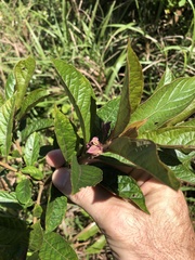 Clerodendrum fortunatum
