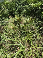Clerodendrum fortunatum