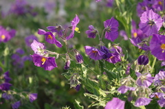 Solanum paposanum