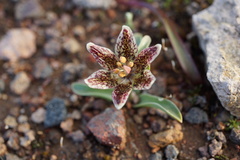 Fritillaria purdyi